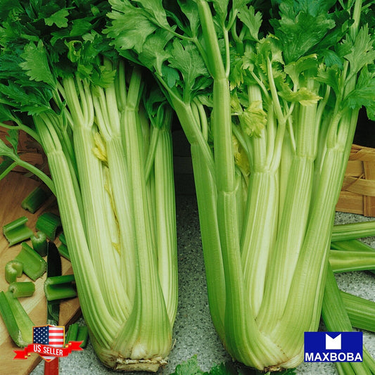 Celery Fresh Seeds - Tendercrisp Non-GMO Heirloom Garden