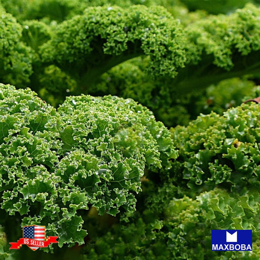 Kale Seeds - Dwarf Siberian Non-GMO Heirloom Vegetable