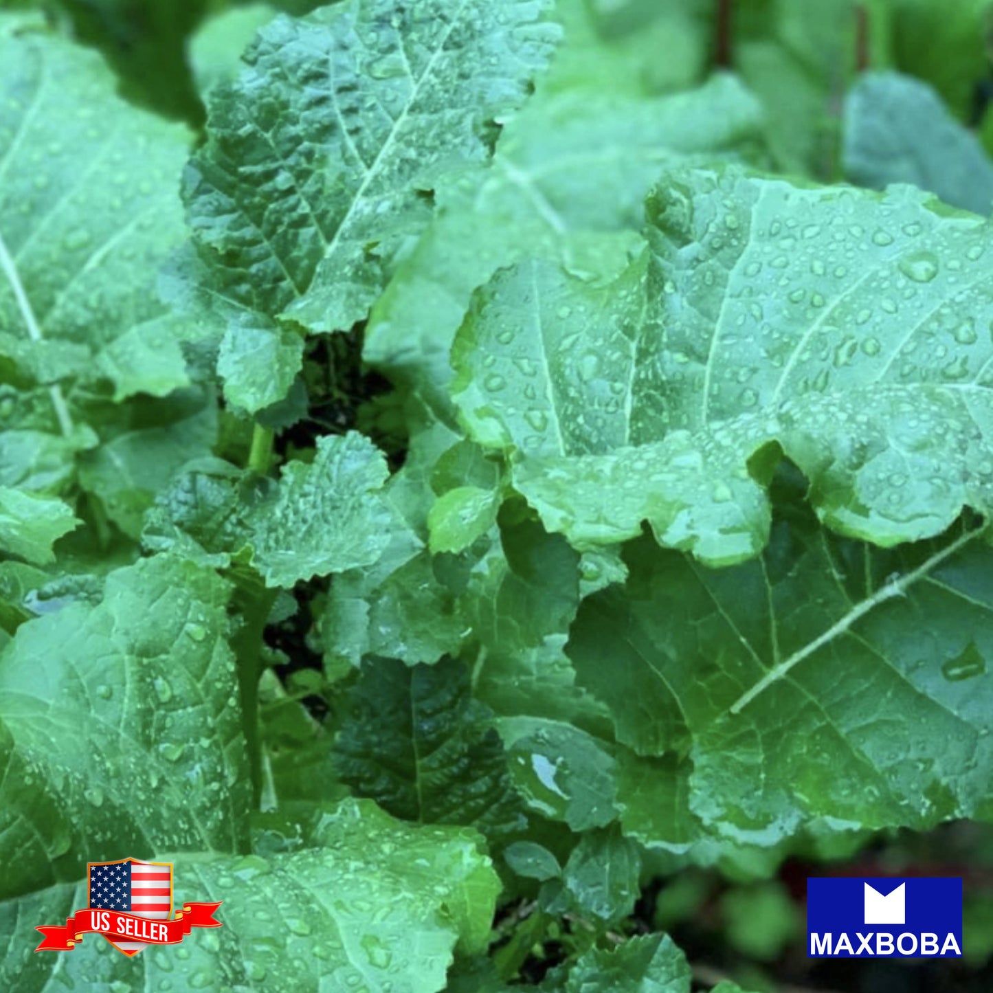 Kale Seeds Ethiopian Vegetable Heirloom Non-GMO