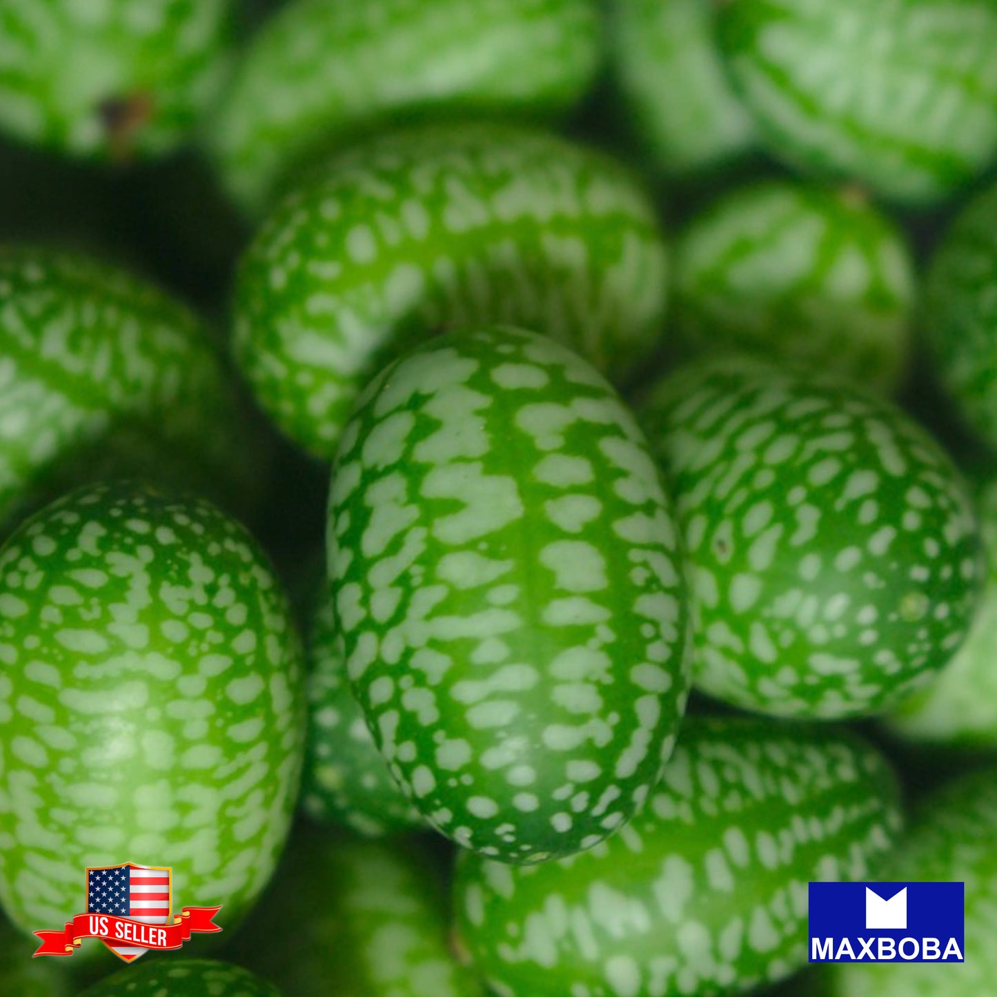 Cucamelon Seeds - Mexican Sour Gherkin Heirloom Non-GMO Vegetable