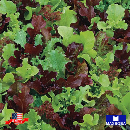 Lettuce Fresh Seeds - Mixed Greens - Gourmet Mixture Non-GMO Heirloom Vegetable