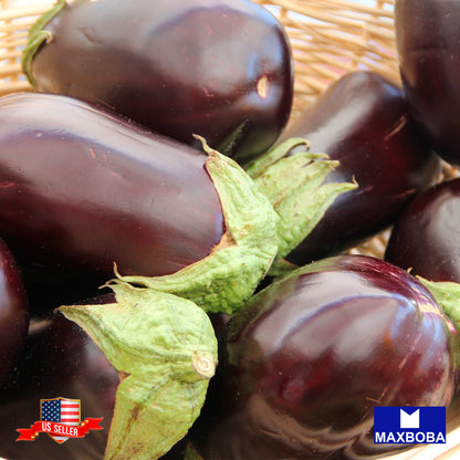 Eggplant Seeds - Florida Market Non-GMO / Heirloom / Premium Seeds / Vegetable
