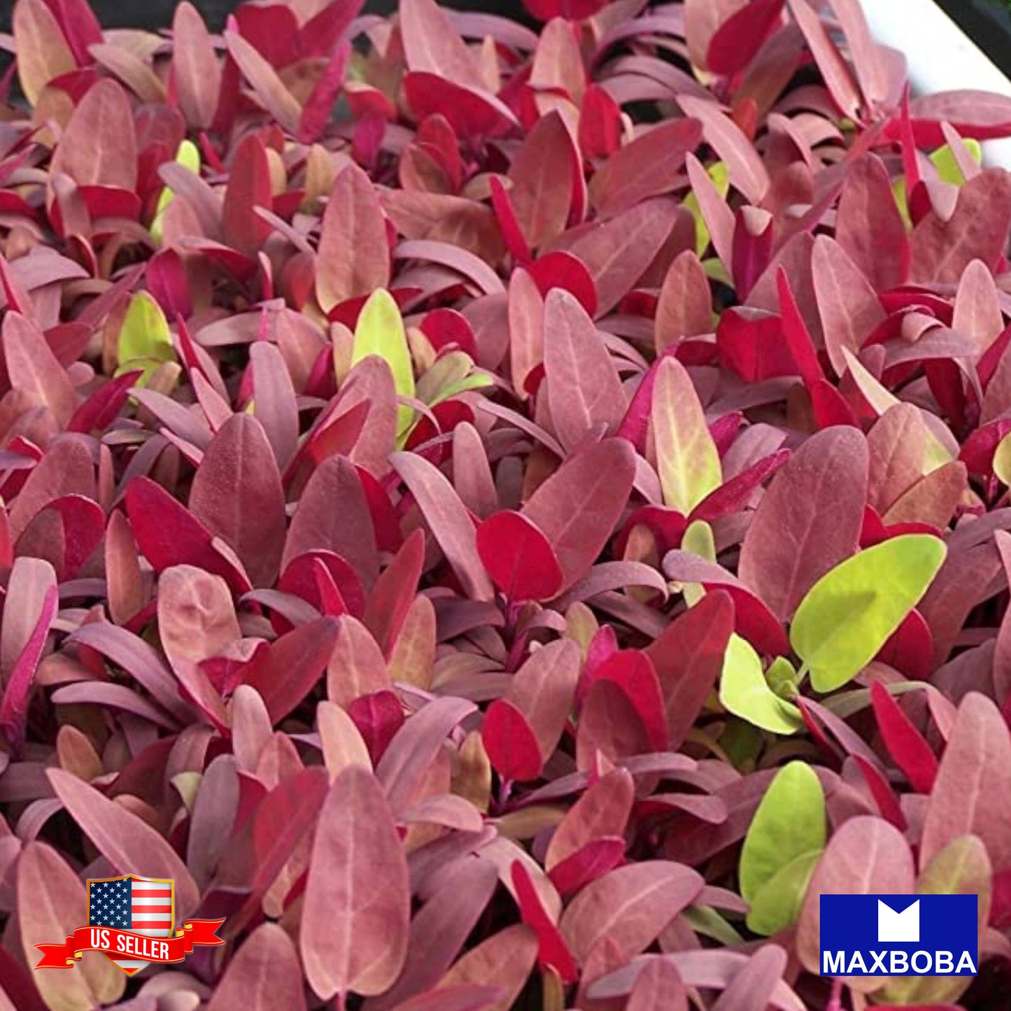 Amaranth Red Garnet Microgreens Seeds Heirloom Non-GMO