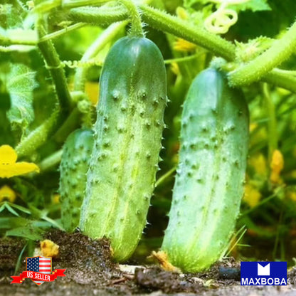 Cucumber Parisian Pickle Seeds Heirloom Vegetable Non-GMO