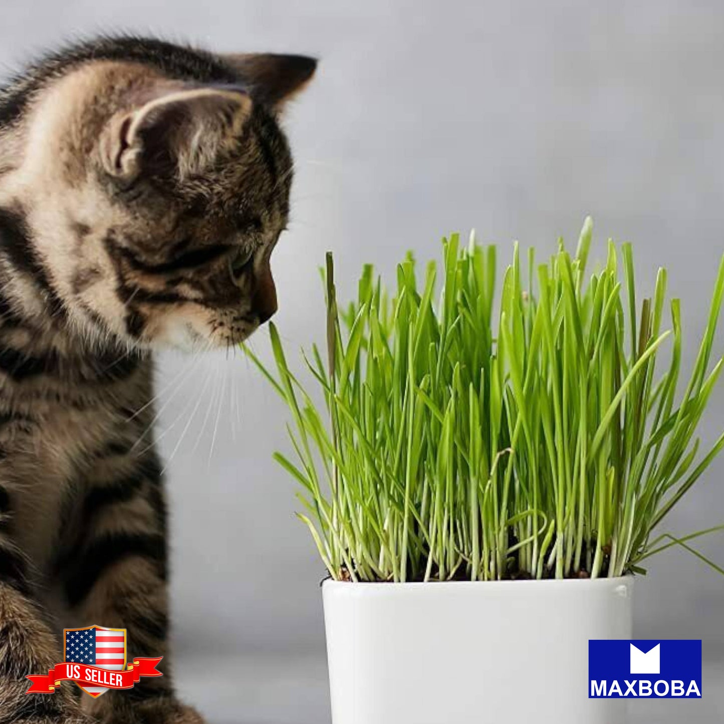 Cat Grass Seeds - Wheatgrass (Organic) Non-GMO Heirloom