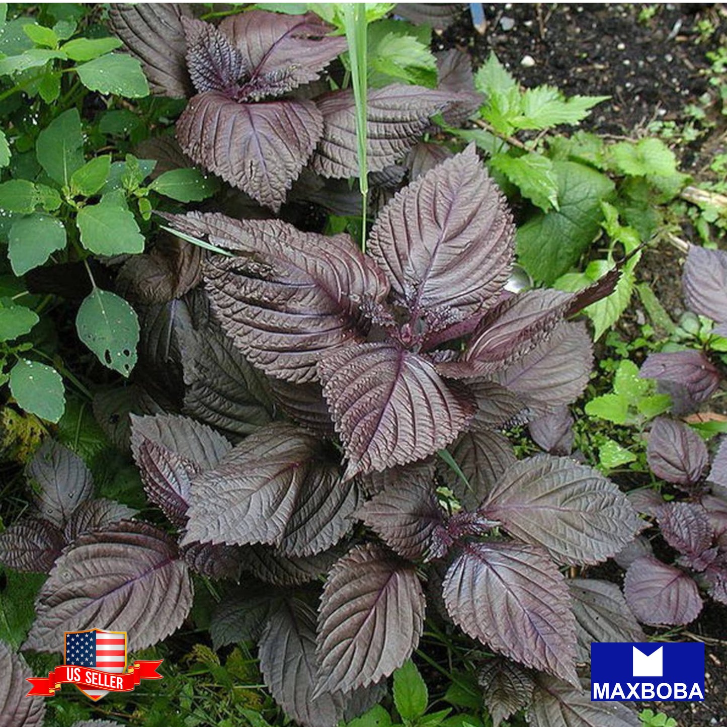 Shiso Herb Seeds (Perilla) Purple (Red) - Non-GMO Heirloom