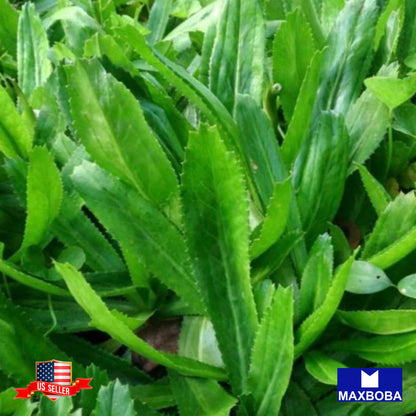 Culantro Herb Seeds Vietnamese Ngo Gai Non-GMO Heirloom