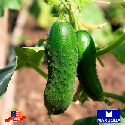Fresh!!Cucumber Seeds - Homemade Pickles - Organic Non-GMO  Heirloom Vegetable