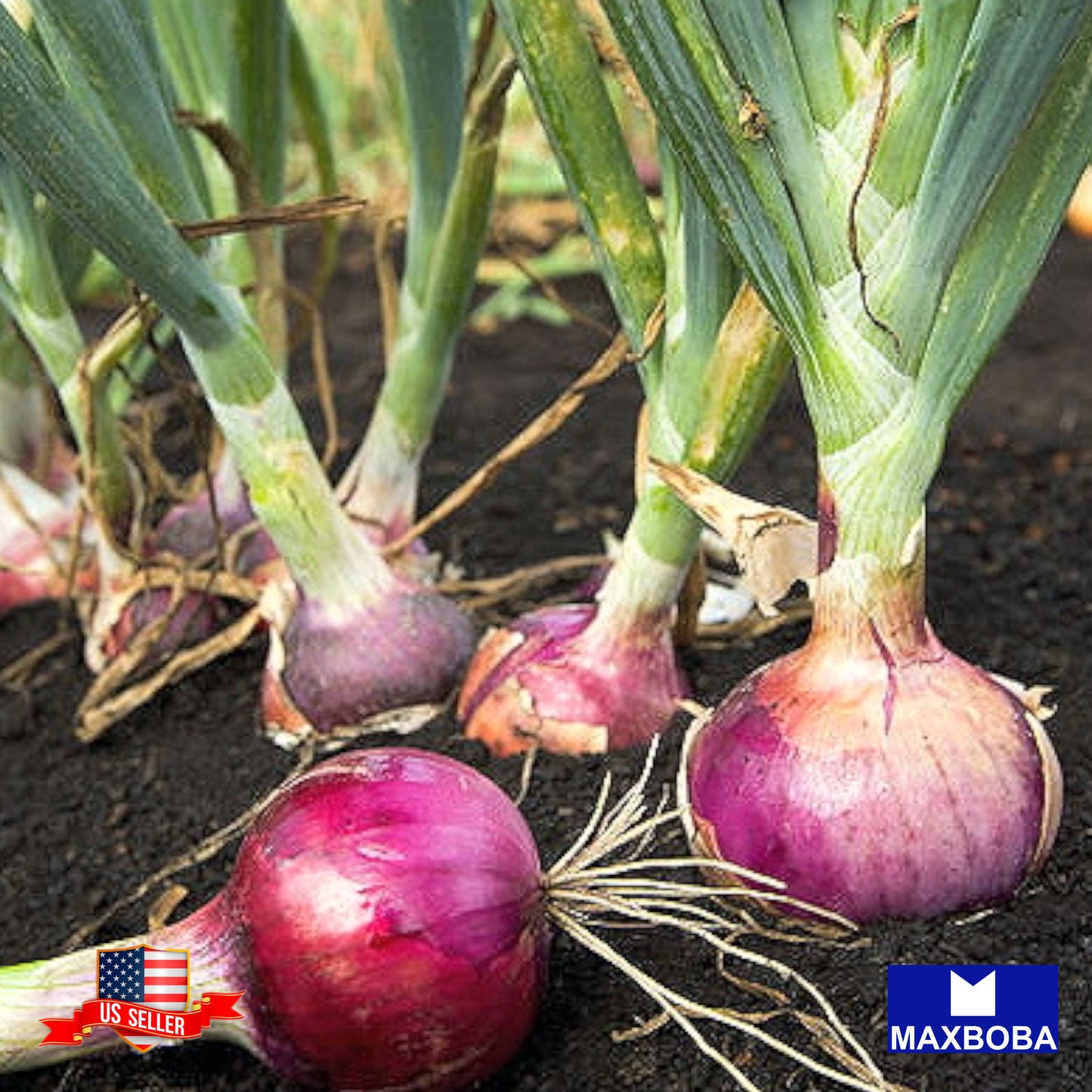 Onion Seeds - Red Creole Non-GMO Heirloom Garden Vegetable Fresh