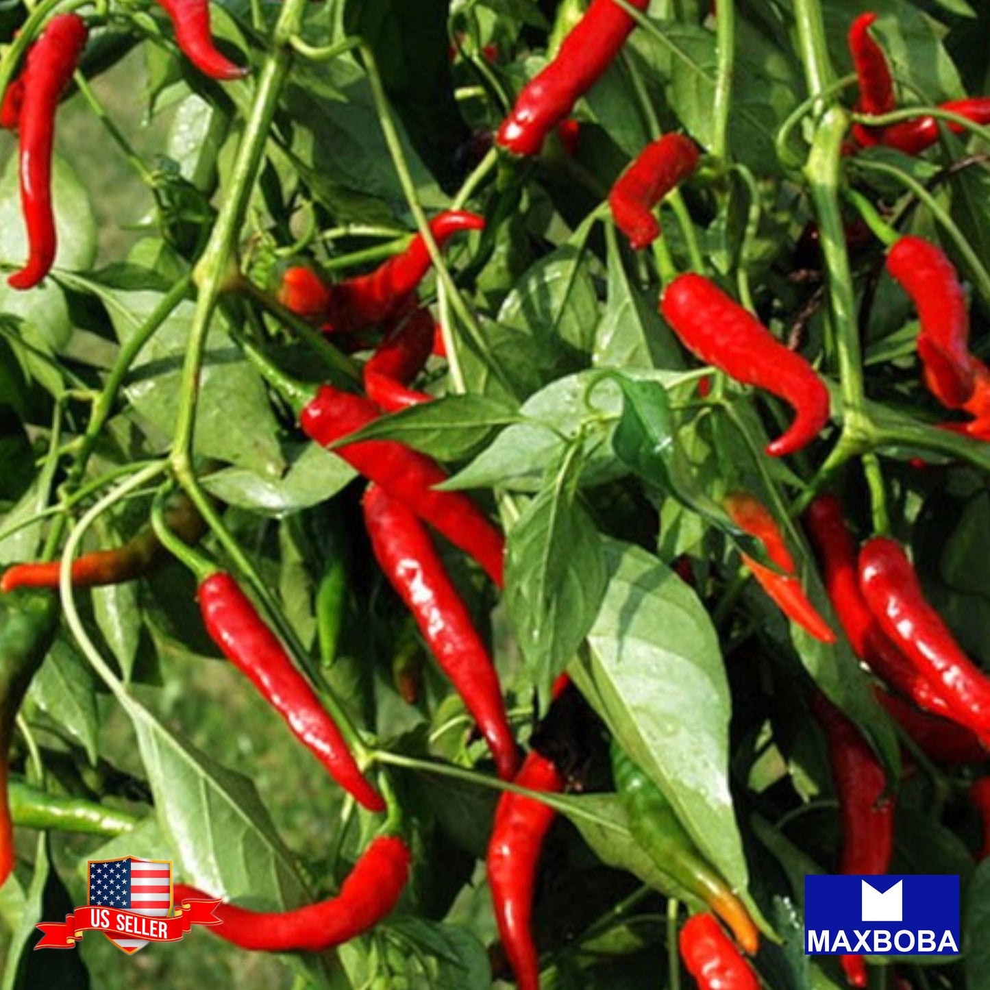 Pepper Seeds Hot Cayenne Long Slim Non-GMO Heirloom Vegetable