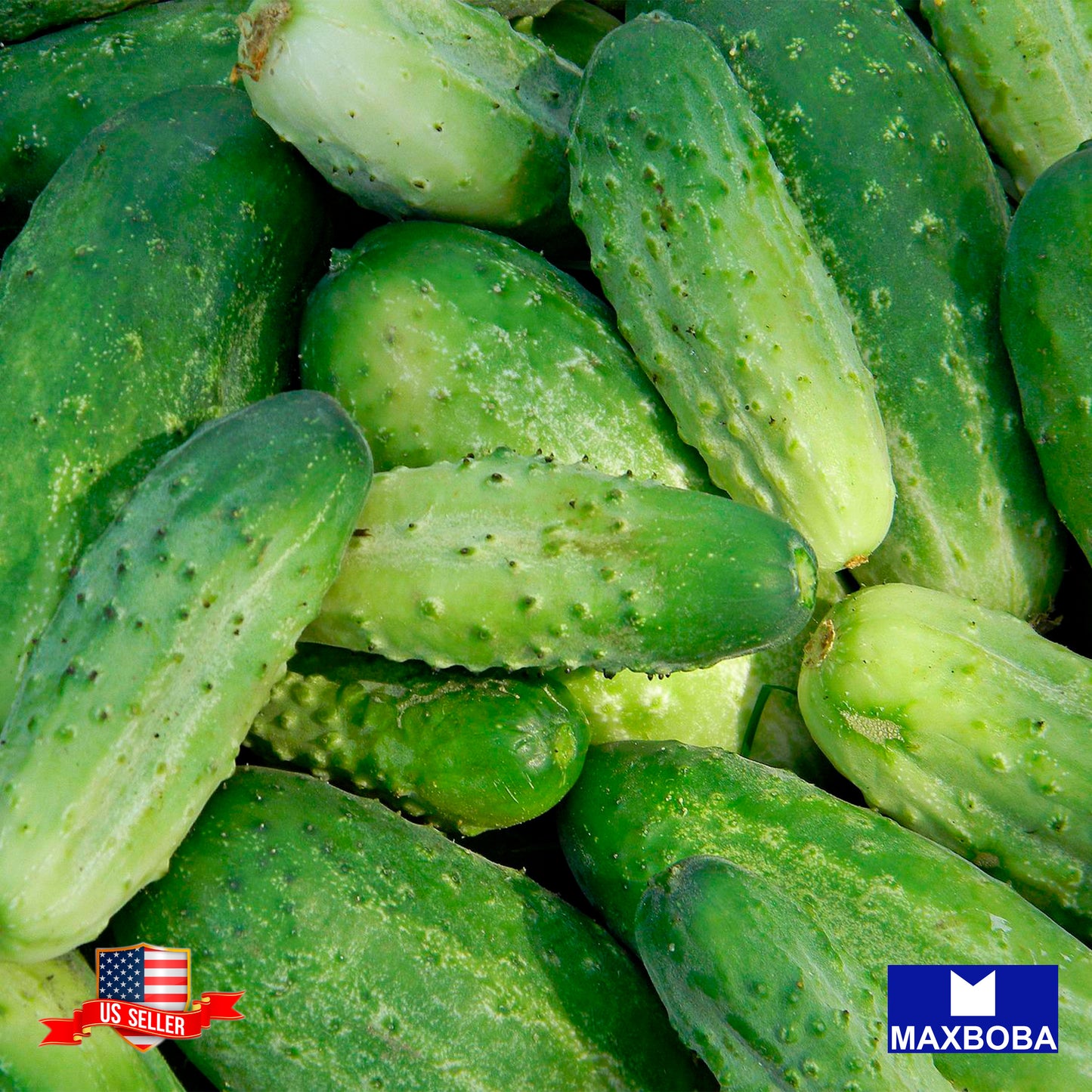Cucumber Fresh Seeds - Pickling - Boston Pickling Non-GMO Heirloom Vegetable