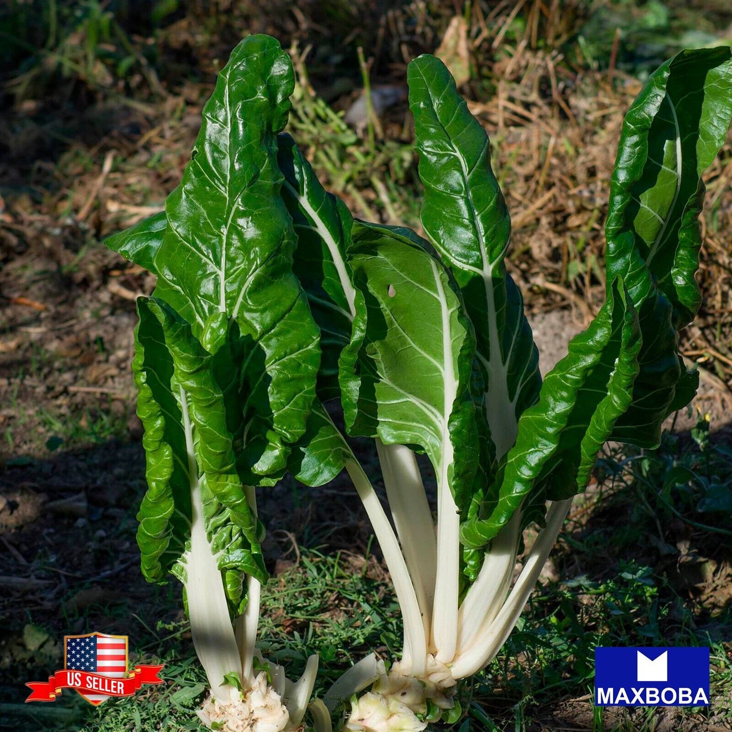 Swiss Chard Seeds - Fordhook Giant Non-GMO Heirloom
