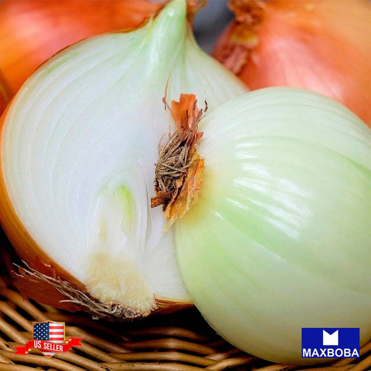 Fresh!! Walla Walla Fresh Seeds Onion Non-GMO Heirloom Garden Vegetable