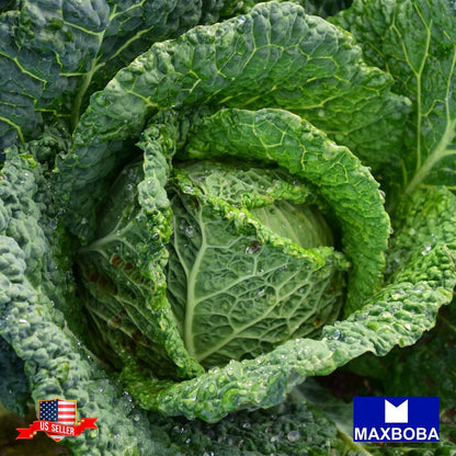 Cabbage Fresh Seeds - Savoy Perfection Non-GMO Heirloom Vegetable Garden