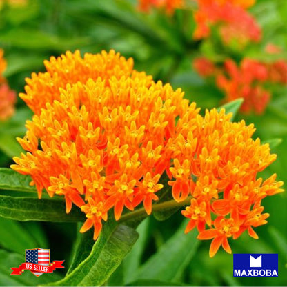 Asclepias Seeds - Butterfly Milkweed Non-GMO