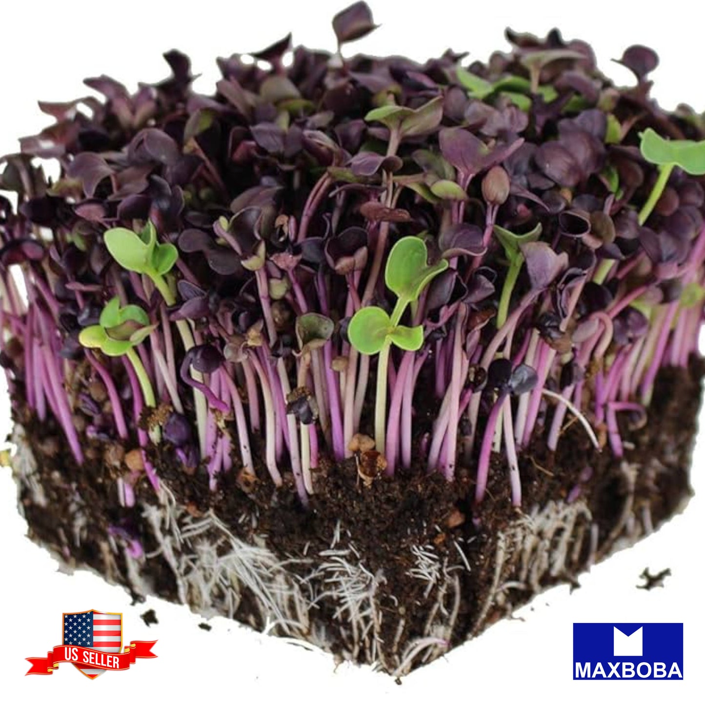 Radish Purple Microgreens Seeds Heirloom Non-GMO