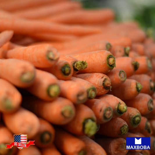 Carrot Little Fingers Seeds Organic Heirloom Vegetable Non-GMO