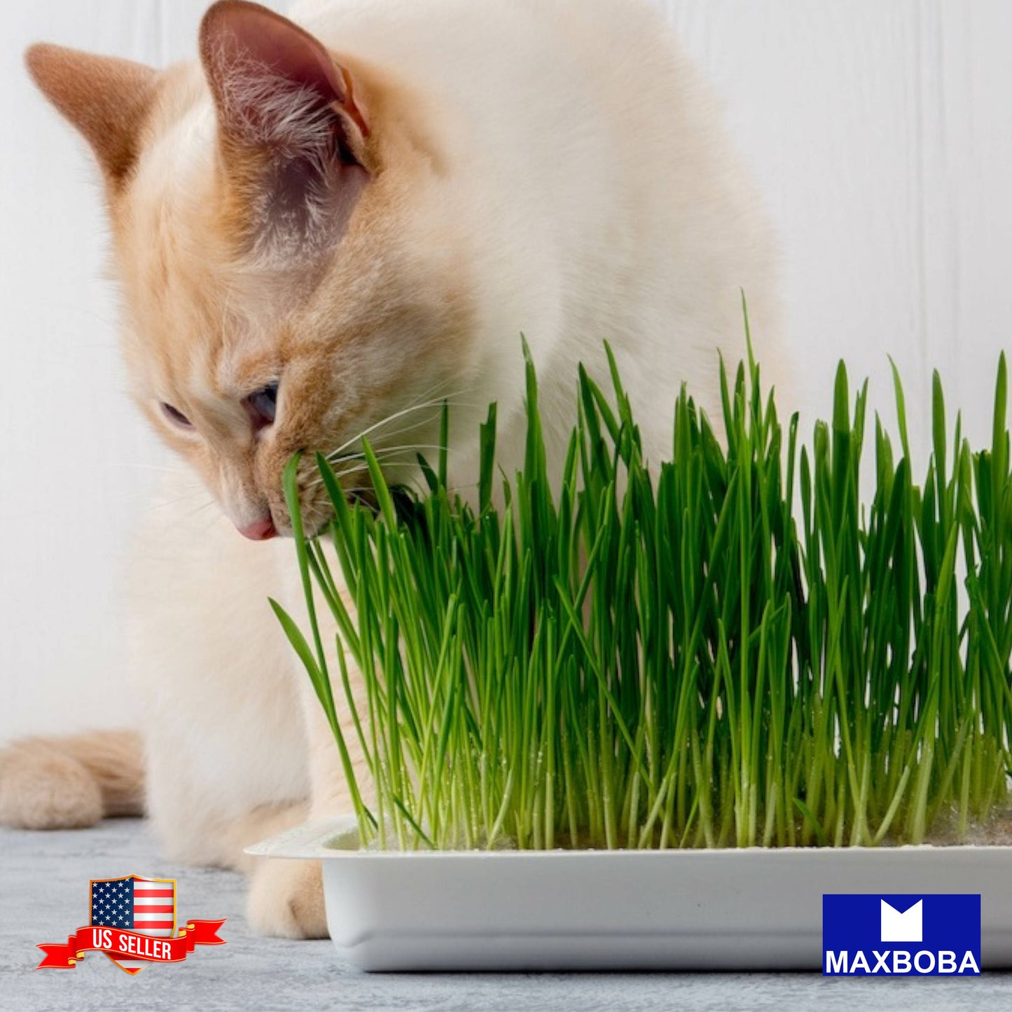 Cat Grass Seeds - Wheatgrass (Organic) Non-GMO Heirloom