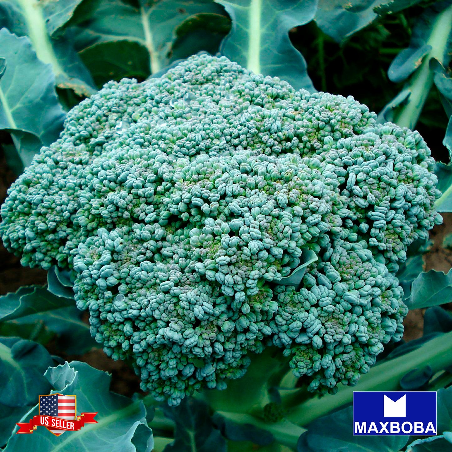 Non-GMO Broccoli Seeds - Waltham 29 - Heirloom and Vegetable Garden Fresh