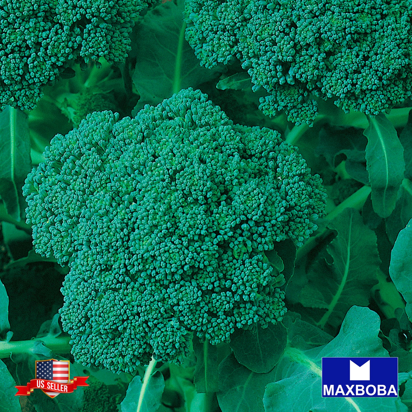 Broccoli Seeds - Green Sprouting Calabrese - Non-GMO Heirloom Vegetable