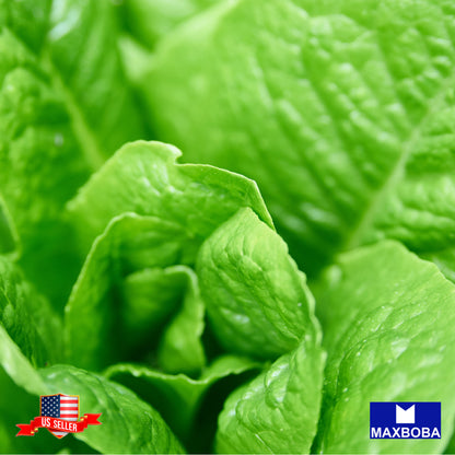 Lettuce Seeds - Romaine - Parris Island Cos Non-GMO / Heirloom / Vegetable