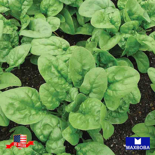 Spinach Fresh  Seeds - Early Hybrid N-7 Non-GMO Vegetable