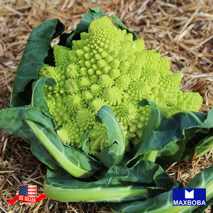 Broccoli Seeds - Romanesco - Organic Non-GMO Heirloom Garden