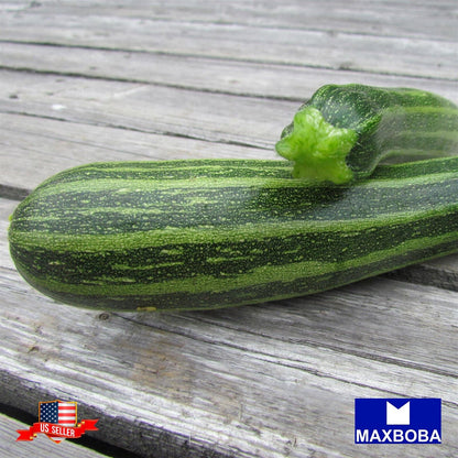 Zucchini Fresh Seeds Squash - Cocozelle Non-GMO Heirloom Vegetable Garden