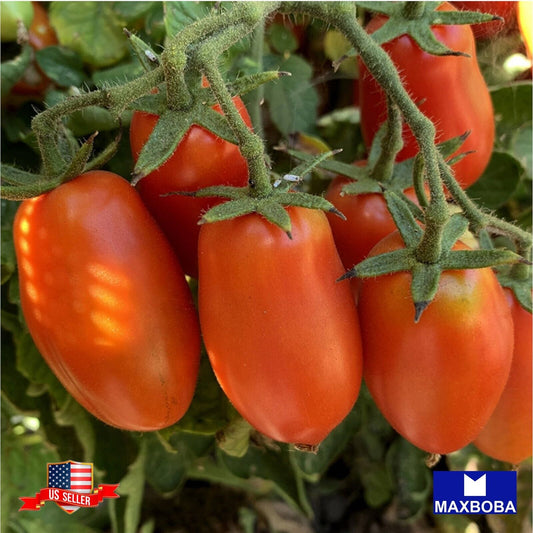 Tomato Fresh Seeds - San Marzano - Determinate Non-GMO  Heirloom Vegetable