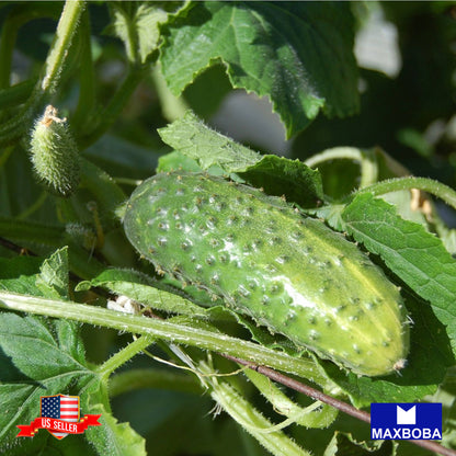 Cucumber Carolina F1 Seeds Vegetable Non-GMO