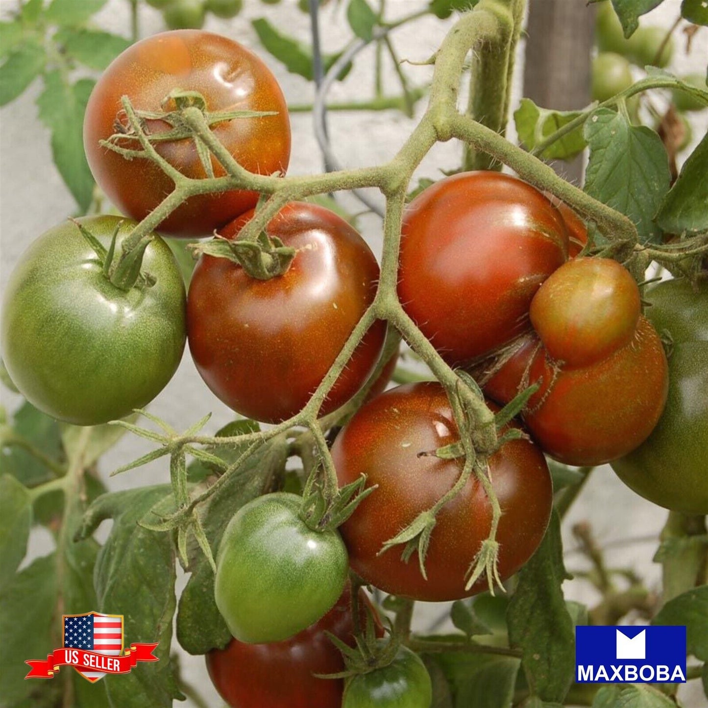 Tomato Seeds Black Prince Heirloom Non-GMO