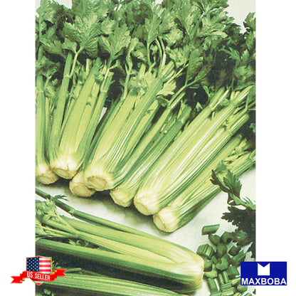 Celery Seeds - Utah 52-70 Non-GMO Heirloom Garden
