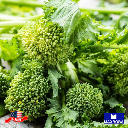 Broccoli Seeds - Raab - Spring Rapini (Organic) Non-GMO Heirloom Garden
