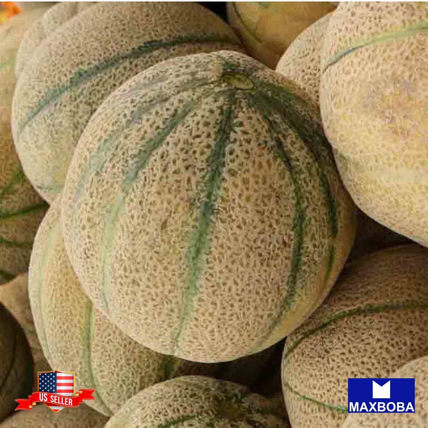 Melon Seeds - Honey Rock Non-GMO Heirloom Vegetable