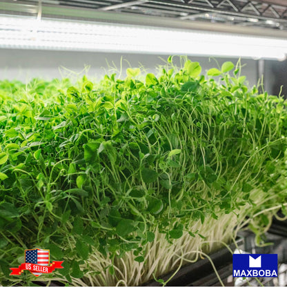 Pea Microgreens Seeds - Afila Tendril Non-GMO Heirloom Vegetable