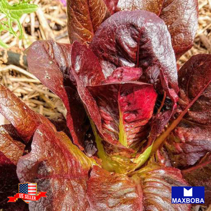 Lettuce Romaine Cimmaron Seeds Heirloom Vegetable Non-GMO