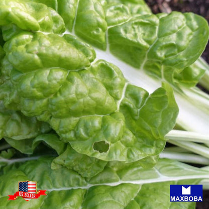 Non-GMO Swiss Chard Seeds - Lucullus Heirloom / Vegetable Garden Fresh