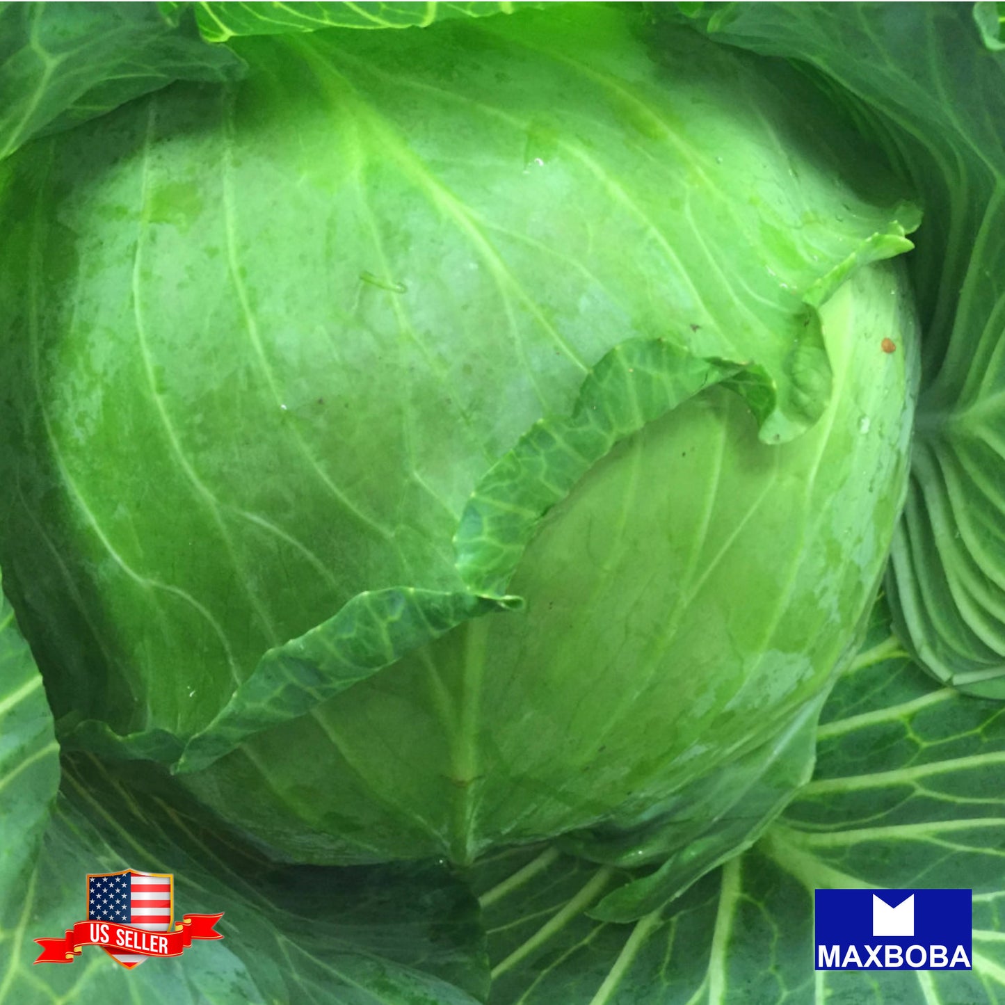 Cabbage Seeds Brunswick Heirloom Vegetable Non-GMO