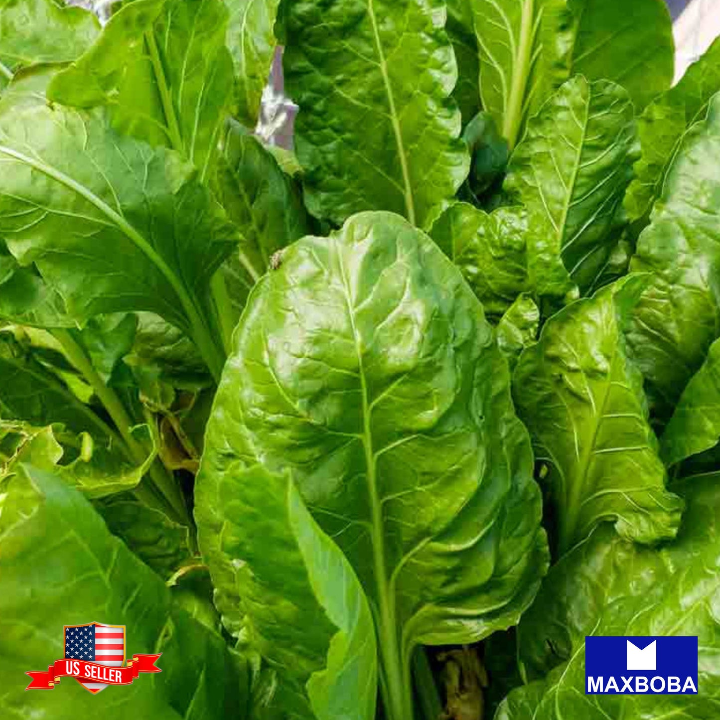 Non-GMO Swiss Chard Seeds - Lucullus Heirloom / Vegetable Garden Fresh
