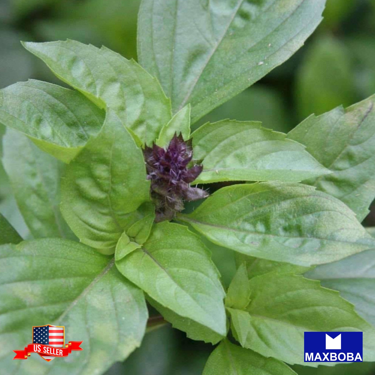 Basil Herb Seeds - Cinnamon Non-GMO Heirloom Garden
