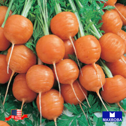 Carrot Fresh Seeds Parisian - Non-GMO Heirloom Vegetable Garden