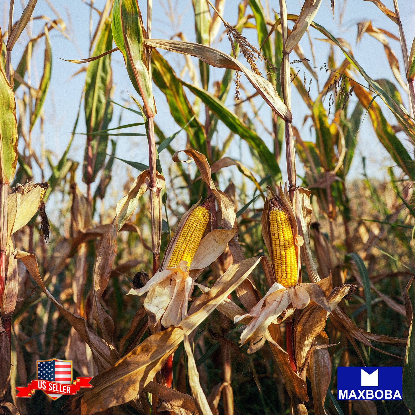 Corn Fresh Seeds (su) - Early Sunglow Hybrid (treated) Non-GMO Vegetable