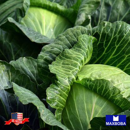 Cabbage Late Flat Dutch Seeds Vegetable Heirloom Non-GMO