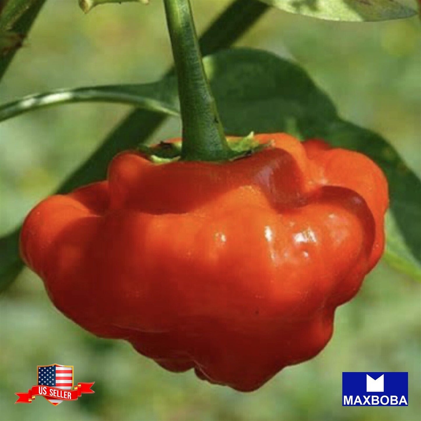 Pepper Seeds - Hot - Mushroom Red Heirloom Non-GMO