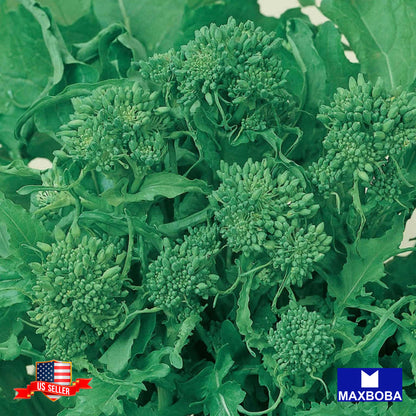 Broccoli Raab Seeds - Spring Rapini Non-GMO Heirloom Garden