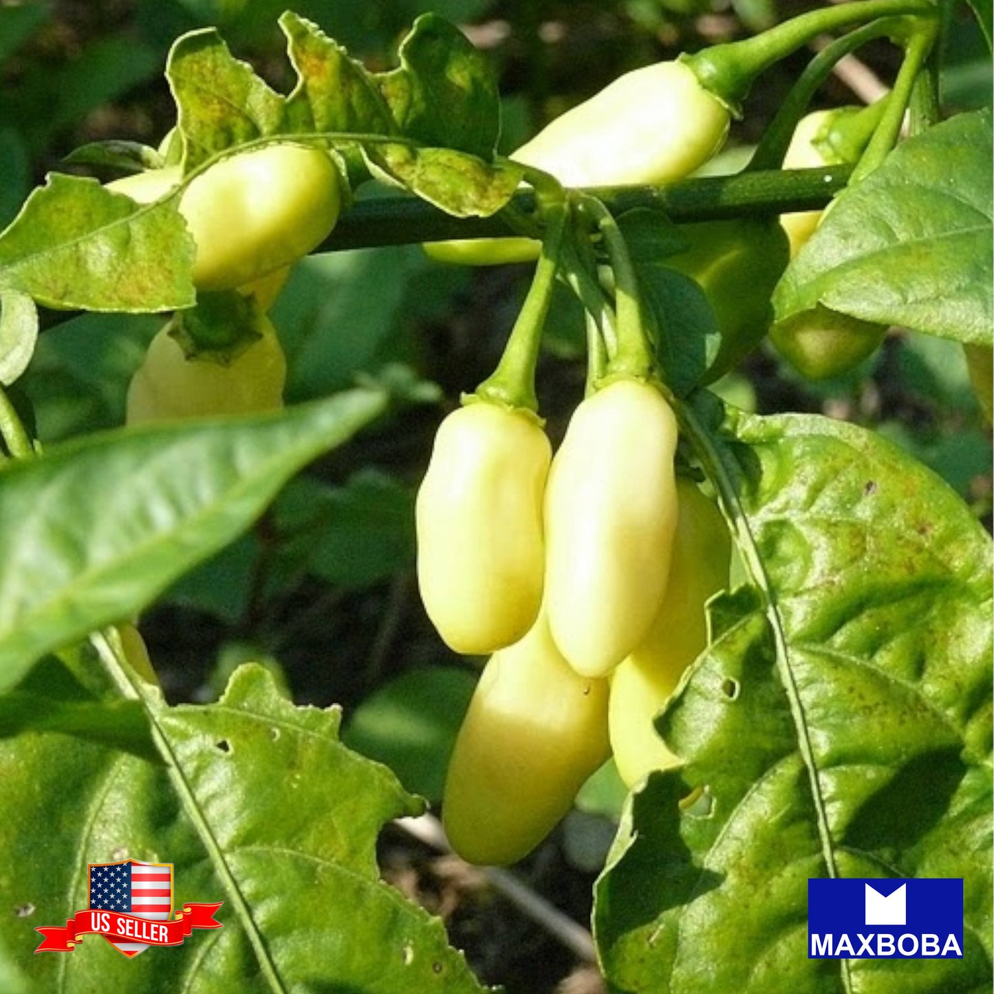 Pepper Seeds Hot Habanero White Non-GMO Heirloom Vegetable