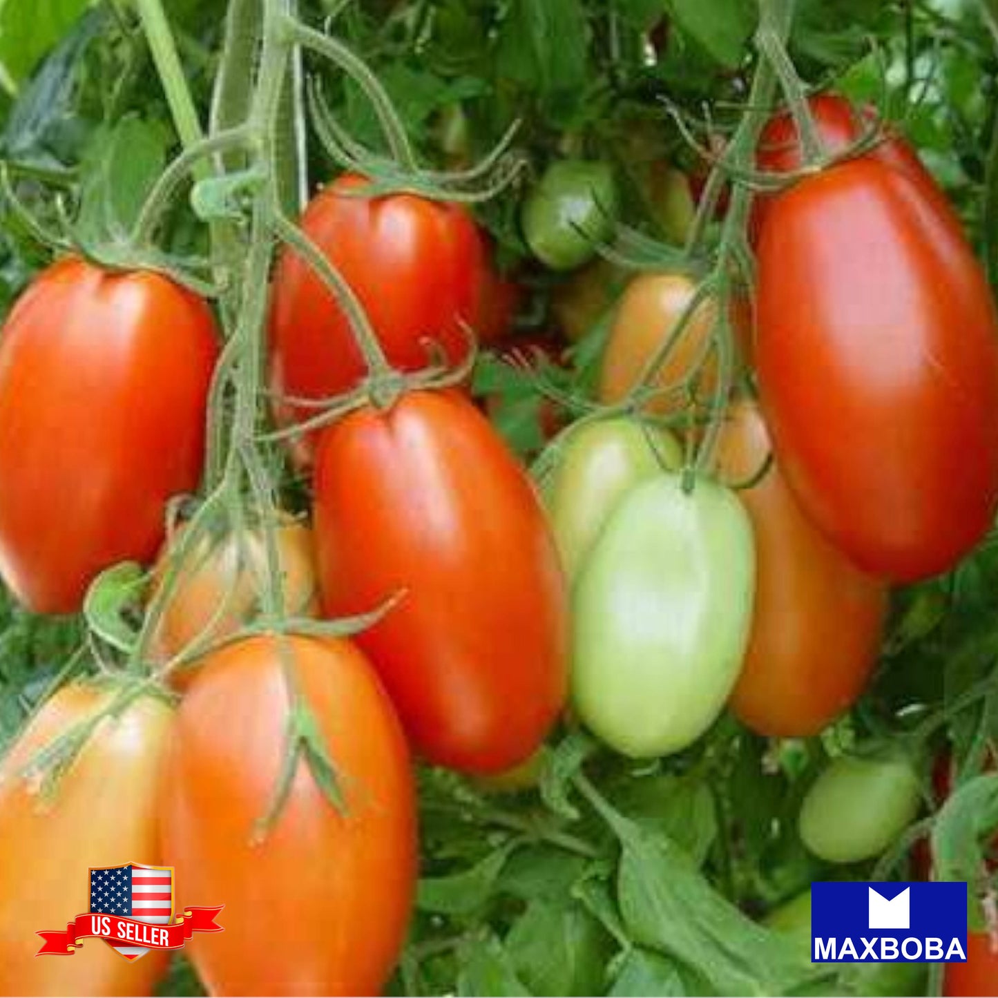 Tomato Fresh Seeds - Roma VF Non-GMO Heirloom Vegetable