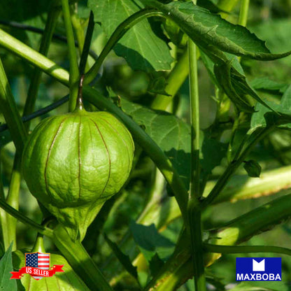 Tomatillo Grande Rio Verde Seeds Vegetable Heirloom Non-GMO