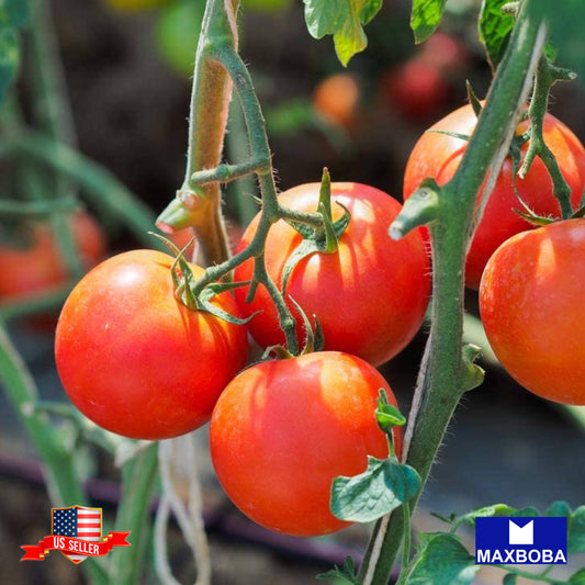 Tomato Seeds Moneymaker Heirloom Vegetable Non-GMO