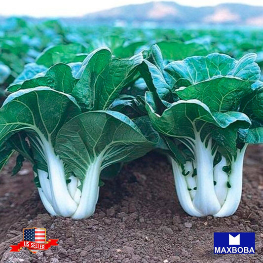 Cabbage Seeds - Pak Choi - Dwarf White Stem Non-GMO Heirloom Vegetable Garden